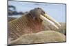 Walrus Herd Lying on Beach-Paul Souders-Mounted Photographic Print