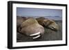 Walrus Herd Lying on Beach-Paul Souders-Framed Photographic Print