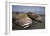 Walrus Herd Lying on Beach-Paul Souders-Framed Photographic Print