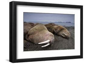 Walrus Herd Lying on Beach-Paul Souders-Framed Photographic Print