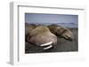 Walrus Herd Lying on Beach-Paul Souders-Framed Photographic Print