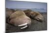 Walrus Herd Lying on Beach-Paul Souders-Mounted Photographic Print