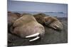 Walrus Herd Lying on Beach-Paul Souders-Mounted Photographic Print