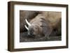 Walrus Herd Lying on Beach-Paul Souders-Framed Photographic Print