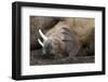 Walrus Herd Lying on Beach-Paul Souders-Framed Photographic Print