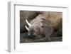 Walrus Herd Lying on Beach-Paul Souders-Framed Photographic Print