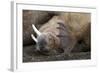 Walrus Herd Lying on Beach-Paul Souders-Framed Photographic Print