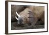 Walrus Herd Lying on Beach-Paul Souders-Framed Photographic Print