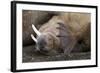 Walrus Herd Lying on Beach-Paul Souders-Framed Photographic Print