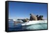 Walrus Herd on Ice, Hudson Bay, Nunavut, Canada-Paul Souders-Framed Stretched Canvas