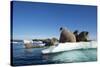 Walrus Herd on Ice, Hudson Bay, Nunavut, Canada-Paul Souders-Stretched Canvas