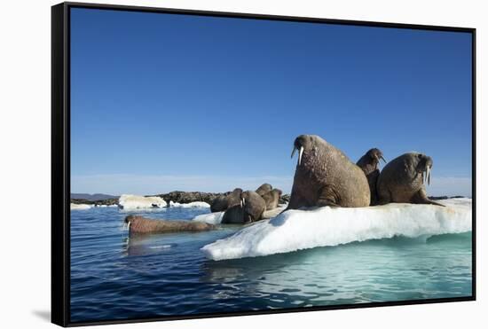 Walrus Herd on Ice, Hudson Bay, Nunavut, Canada-Paul Souders-Framed Stretched Canvas