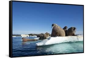 Walrus Herd on Ice, Hudson Bay, Nunavut, Canada-Paul Souders-Framed Stretched Canvas