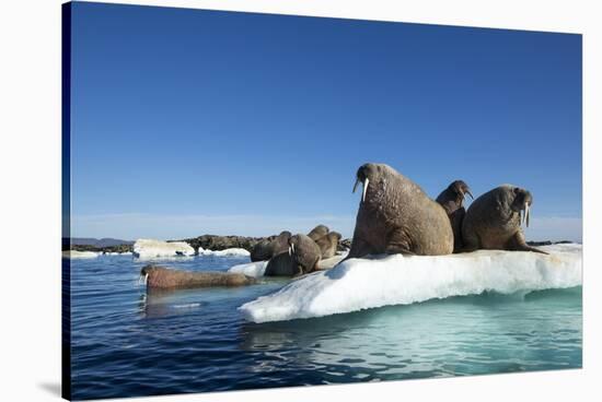 Walrus Herd on Ice, Hudson Bay, Nunavut, Canada-Paul Souders-Stretched Canvas