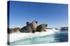 Walrus Herd on Ice, Hudson Bay, Nunavut, Canada-Paul Souders-Stretched Canvas