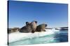 Walrus Herd on Ice, Hudson Bay, Nunavut, Canada-Paul Souders-Stretched Canvas