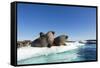Walrus Herd on Ice, Hudson Bay, Nunavut, Canada-Paul Souders-Framed Stretched Canvas