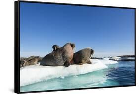 Walrus Herd on Ice, Hudson Bay, Nunavut, Canada-Paul Souders-Framed Stretched Canvas