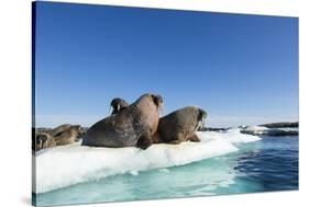 Walrus Herd on Ice, Hudson Bay, Nunavut, Canada-Paul Souders-Stretched Canvas