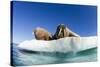 Walrus Herd on Ice, Hudson Bay, Nunavut, Canada-Paul Souders-Stretched Canvas