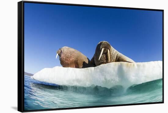 Walrus Herd on Ice, Hudson Bay, Nunavut, Canada-Paul Souders-Framed Stretched Canvas