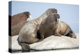 Walrus Herd on Ice, Hudson Bay, Nunavut, Canada-Paul Souders-Stretched Canvas