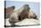 Walrus Herd on Ice, Hudson Bay, Nunavut, Canada-Paul Souders-Stretched Canvas