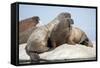 Walrus Herd on Ice, Hudson Bay, Nunavut, Canada-Paul Souders-Framed Stretched Canvas