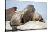 Walrus Herd on Ice, Hudson Bay, Nunavut, Canada-Paul Souders-Stretched Canvas