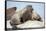 Walrus Herd on Ice, Hudson Bay, Nunavut, Canada-Paul Souders-Framed Stretched Canvas