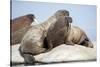 Walrus Herd on Ice, Hudson Bay, Nunavut, Canada-Paul Souders-Stretched Canvas