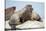 Walrus Herd on Ice, Hudson Bay, Nunavut, Canada-Paul Souders-Stretched Canvas