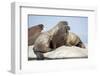 Walrus Herd on Ice, Hudson Bay, Nunavut, Canada-Paul Souders-Framed Premium Photographic Print
