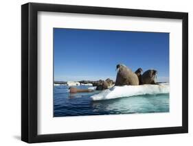 Walrus Herd on Ice, Hudson Bay, Nunavut, Canada-Paul Souders-Framed Photographic Print