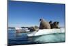 Walrus Herd on Ice, Hudson Bay, Nunavut, Canada-Paul Souders-Mounted Photographic Print