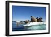 Walrus Herd on Ice, Hudson Bay, Nunavut, Canada-Paul Souders-Framed Photographic Print