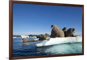 Walrus Herd on Ice, Hudson Bay, Nunavut, Canada-Paul Souders-Framed Photographic Print