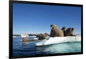 Walrus Herd on Ice, Hudson Bay, Nunavut, Canada-Paul Souders-Framed Photographic Print