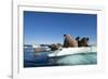 Walrus Herd on Ice, Hudson Bay, Nunavut, Canada-Paul Souders-Framed Photographic Print