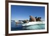 Walrus Herd on Ice, Hudson Bay, Nunavut, Canada-Paul Souders-Framed Photographic Print