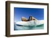 Walrus Herd on Ice, Hudson Bay, Nunavut, Canada-Paul Souders-Framed Photographic Print