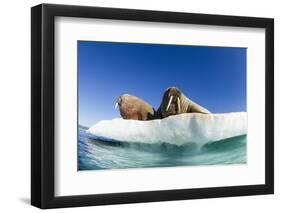 Walrus Herd on Ice, Hudson Bay, Nunavut, Canada-Paul Souders-Framed Photographic Print