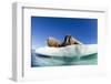 Walrus Herd on Ice, Hudson Bay, Nunavut, Canada-Paul Souders-Framed Photographic Print