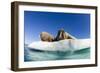 Walrus Herd on Ice, Hudson Bay, Nunavut, Canada-Paul Souders-Framed Photographic Print