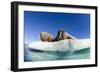 Walrus Herd on Ice, Hudson Bay, Nunavut, Canada-Paul Souders-Framed Photographic Print