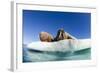 Walrus Herd on Ice, Hudson Bay, Nunavut, Canada-Paul Souders-Framed Photographic Print