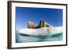 Walrus Herd on Ice, Hudson Bay, Nunavut, Canada-Paul Souders-Framed Photographic Print