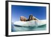 Walrus Herd on Ice, Hudson Bay, Nunavut, Canada-Paul Souders-Framed Photographic Print