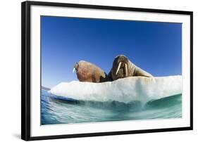 Walrus Herd on Ice, Hudson Bay, Nunavut, Canada-Paul Souders-Framed Photographic Print