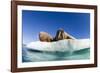 Walrus Herd on Ice, Hudson Bay, Nunavut, Canada-Paul Souders-Framed Photographic Print